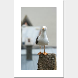 The Seagull Posters and Art